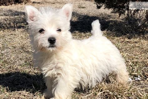Bringing home a new furry friend is always an exciting experience. If you’ve recently welcomed a 1-year-old West Highland White Terrier (Westie) into your family, congratulations. ...